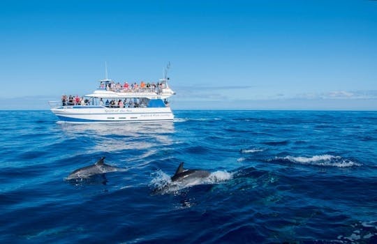 DOLPHIN WATCHING EXPERIENCE